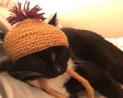 The actress is a cat lover and also has one in her home.